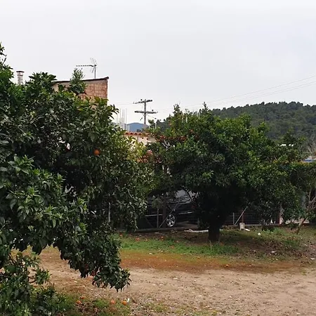 Walnut Near Ancient Olympia *